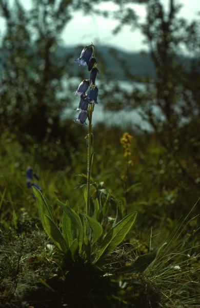 link to gallery