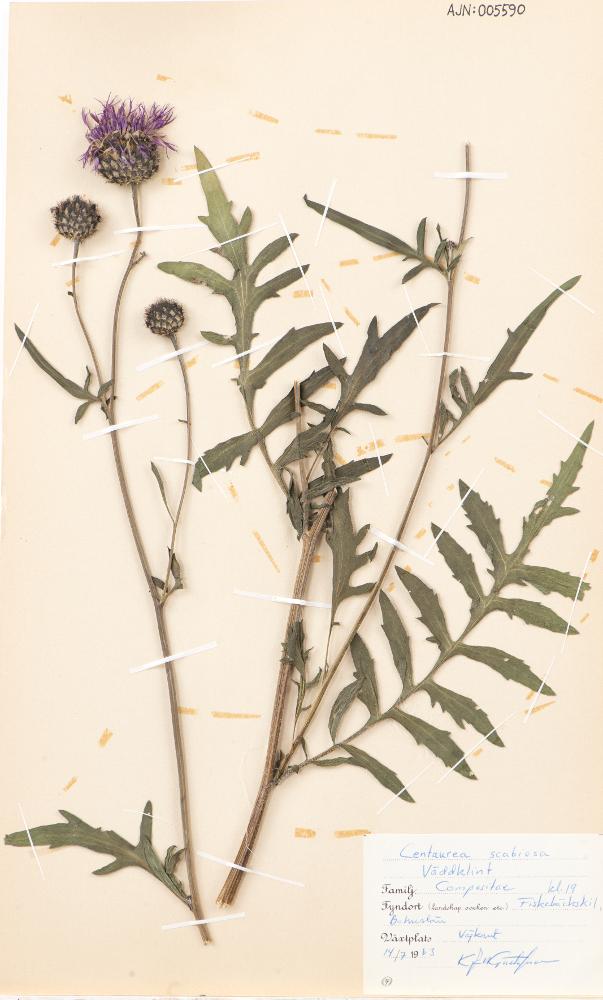link to gallery