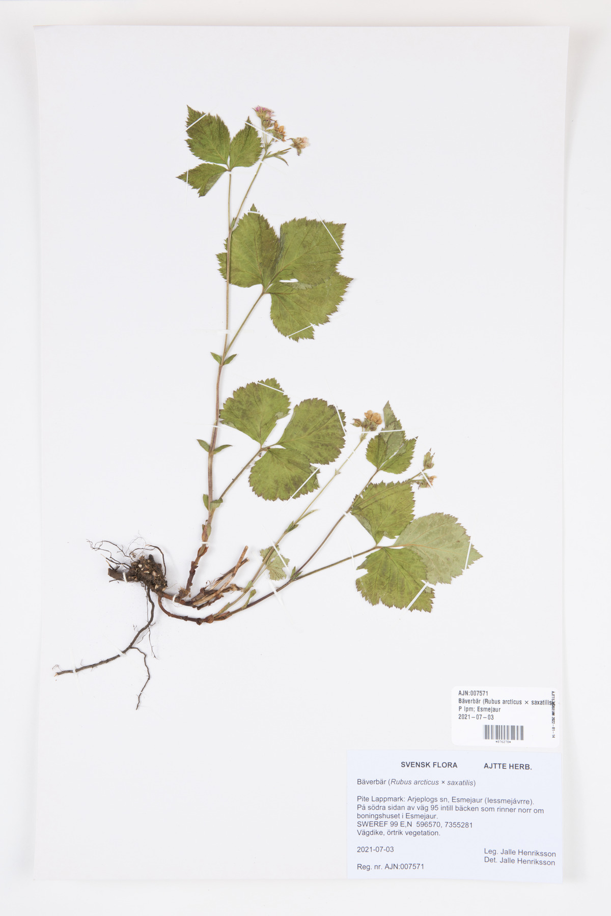 Kringla - bäverbär, åkerbär, stenbär